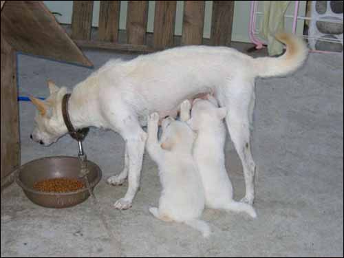 제법 컸다고 사료도 먹지만 역시 아직은 엄마젖이 최고. 그런데 깜순이는 다른 곳에 있느라 합류하지 못했어요 